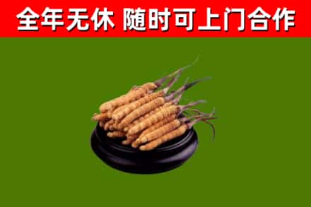 宾阳烟酒回收冬虫夏草.jpg